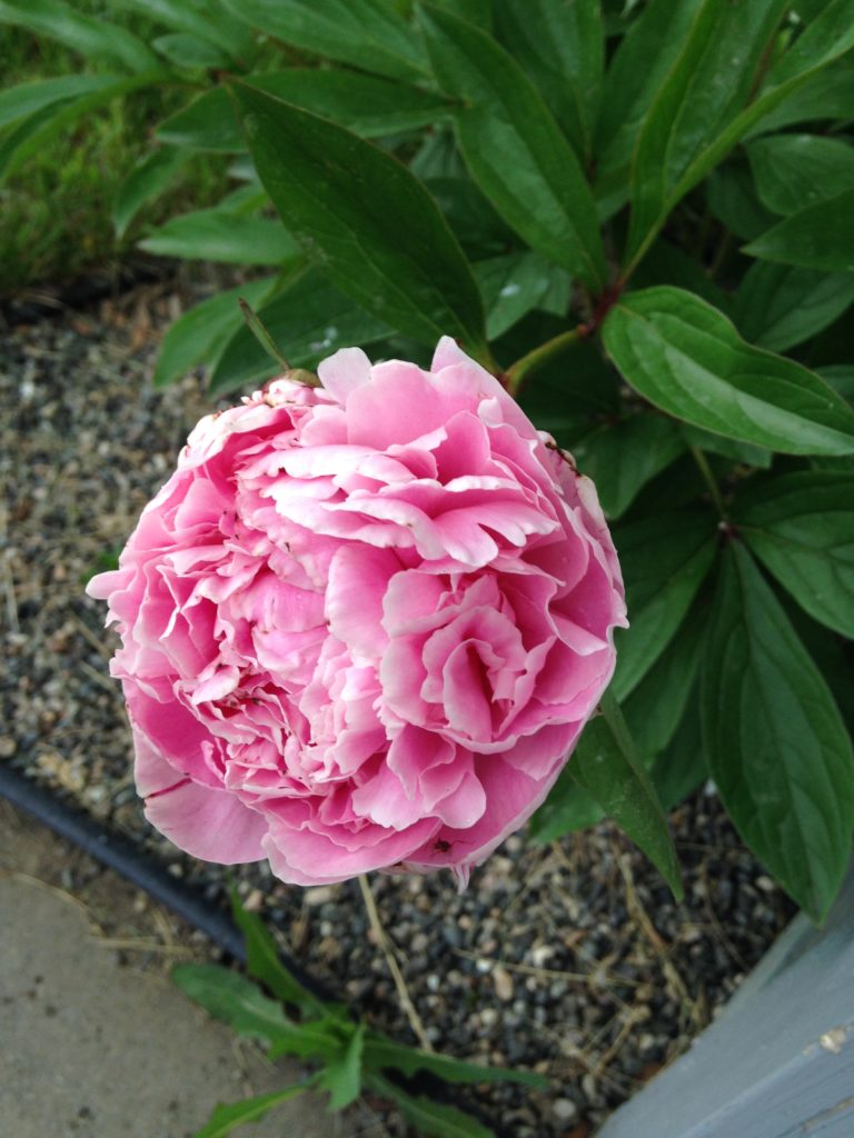 Prayer Protection and Peonies - Protect the Weak