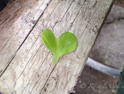 Chivalry - Heart Leaf