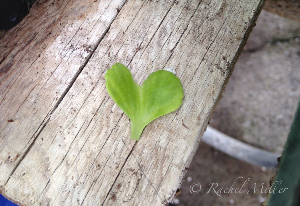 ChaiNook - Heart Leaf