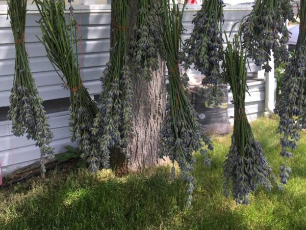 Dried Lavender Hanging