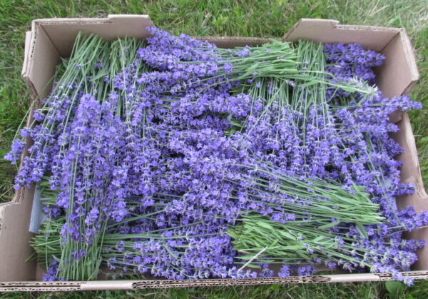 Dried Lavender Harvest